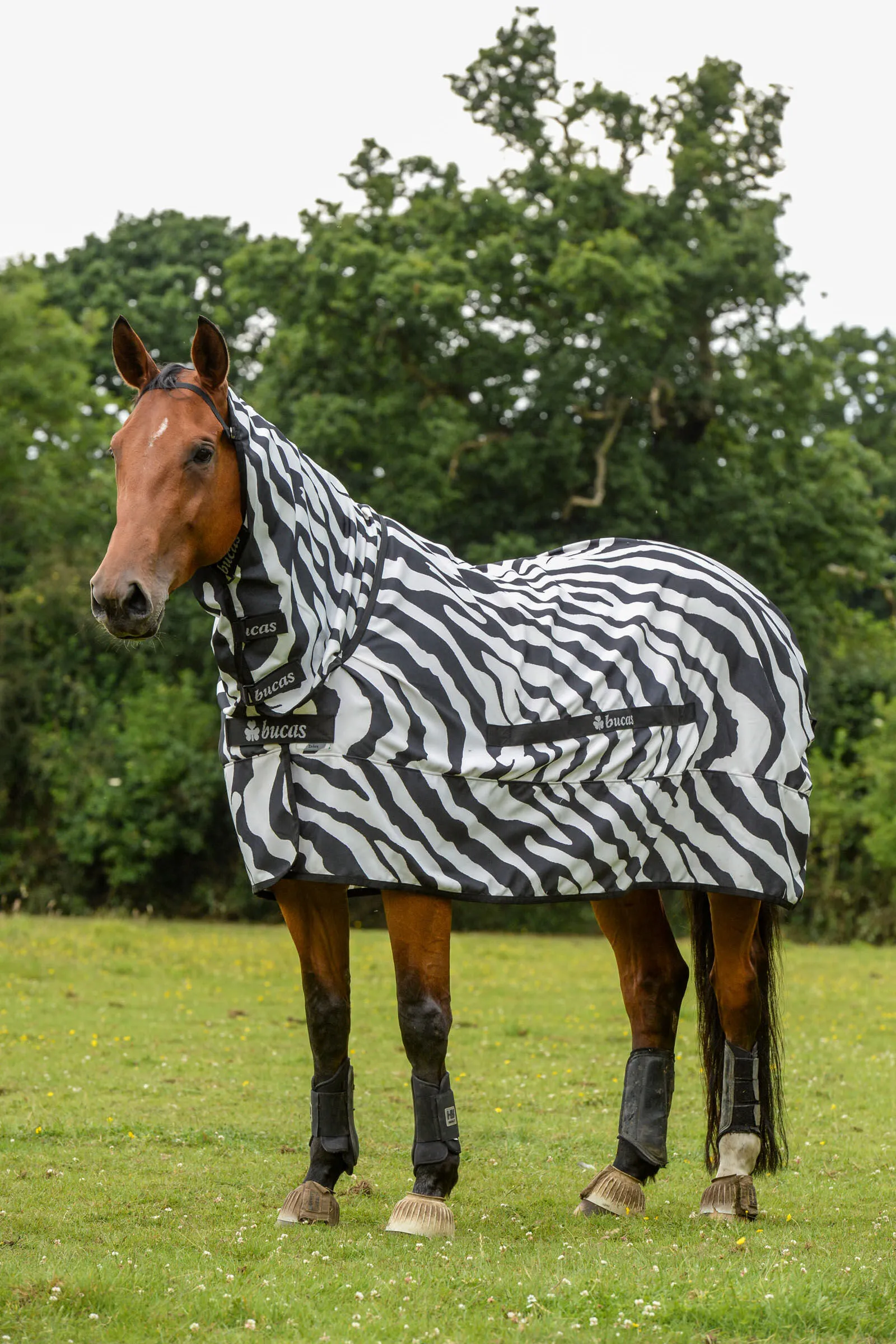 Bucas Chemise anti-eczéma Zebra